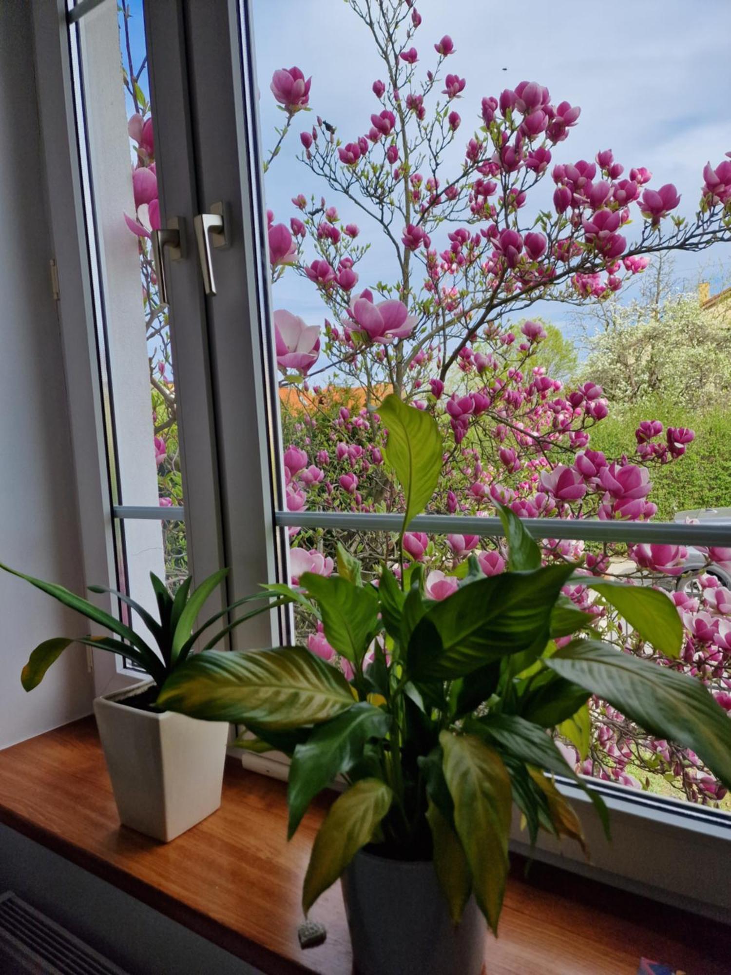 Magnolia Sopot