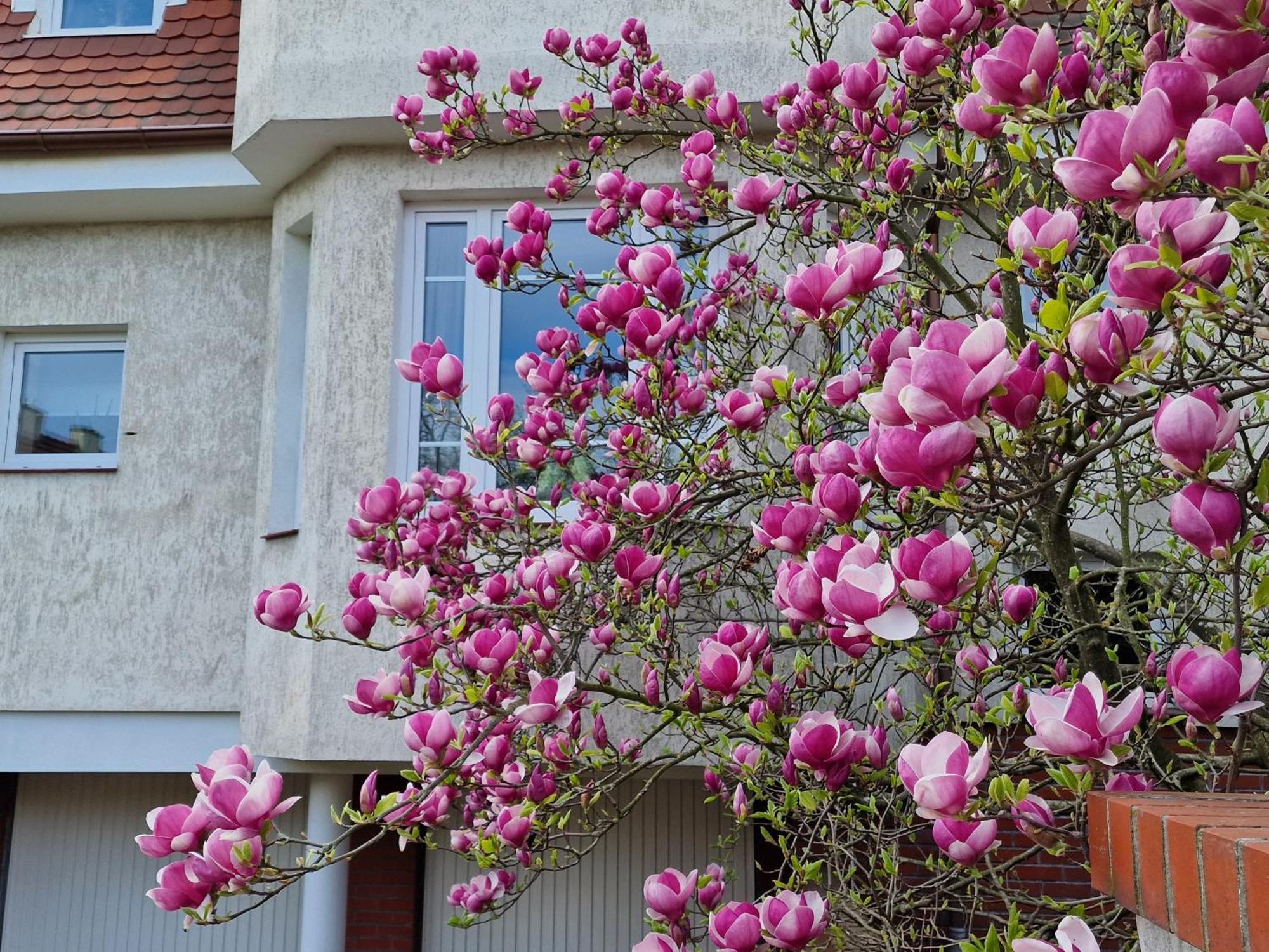 Magnolia Apartament