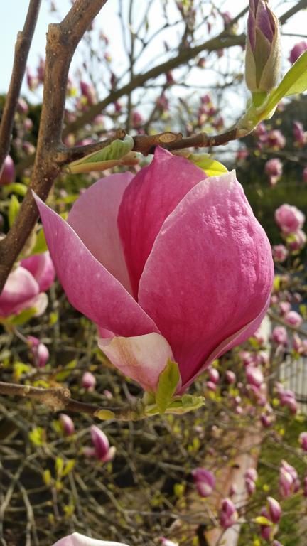 Magnolia Sopot